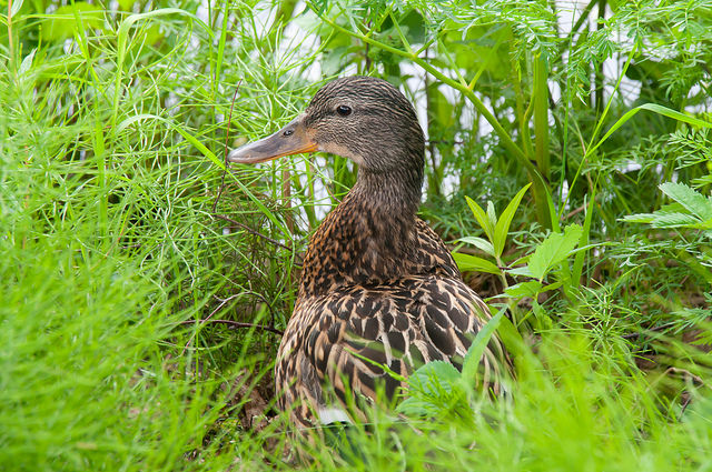 Un Canard Peut Il Féconder Une Poule