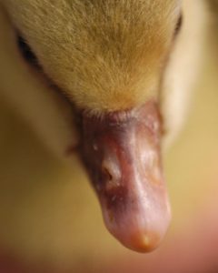 Bec d'un oison avec une "dent" sur le dessus pour percer la coquille