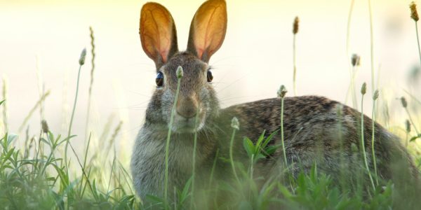 Les yeux et les oreilles du lapin