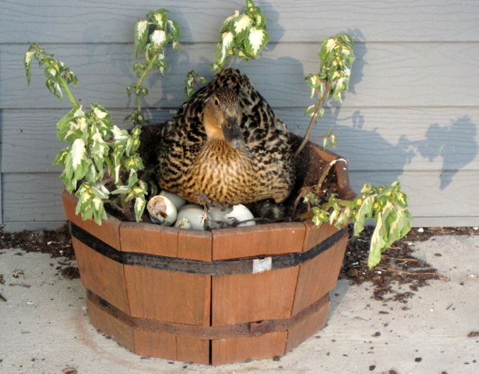 Cane qui a fait son nid dans un pot de fleurs