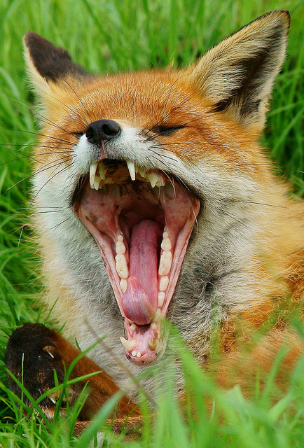 Le Renard Poules Et Cie