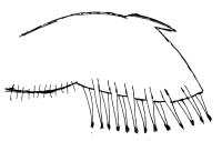 Sexage d'un coq: aile d'un poussin mâle