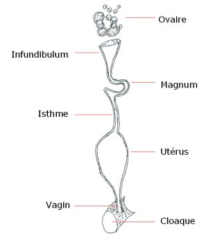Anatomie de la poule